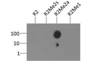 Dot Blot of Rabbit Histone H3 [Asym-dimethyl Arg2] Antibody. (Histone 3 antibody  (H3R2me2a))