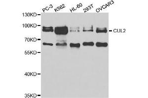 Western blot analysis of extracts of various cell lines, using CUL2 antibody (ABIN5973054) at 1/1000 dilution. (Cullin 2 antibody)