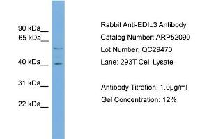 WB Suggested Anti-EDIL3  Antibody Titration: 0. (EDIL3 antibody  (N-Term))