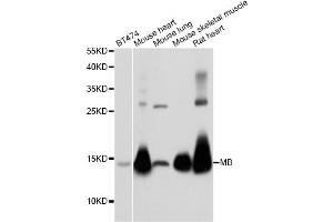 Western blot analysis of extracts of various cell lines, using MB antibody (ABIN5973184) at 1/1000 dilution. (MB antibody)