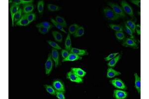 Immunofluorescent analysis of HepG2 cells using ABIN7160310 at dilution of 1:100 and Alexa Fluor 488-congugated AffiniPure Goat Anti-Rabbit IgG(H+L) (ABCB1 antibody  (AA 236-297))