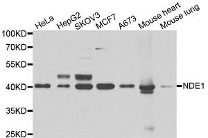 Western blot analysis of extracts of various cell lines, using NDE1 antibody. (NDE1 antibody  (AA 1-110))