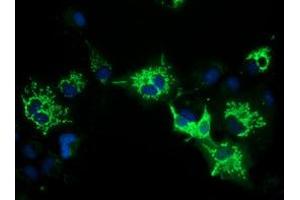 Anti-PYCR2 mouse monoclonal antibody (ABIN2453560) immunofluorescent staining of COS7 cells transiently transfected by pCMV6-ENTRY PYCR2 (RC204525). (PYCR2 antibody)