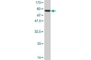 Western Blot detection against Immunogen (67. (RAGE antibody  (AA 23-404))