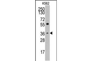 Western blot analysis of anti-THPO Pab in K562 cell line lysates (35ug/lane) (Thrombopoietin antibody  (C-Term))