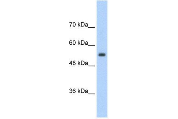 SLC13A3 antibody