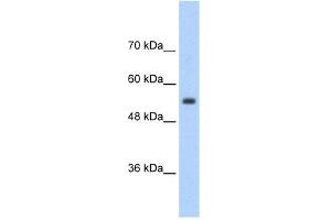 SLC13A3 antibody used at 2. (SLC13A3 antibody)
