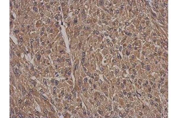 HSF2BP antibody  (AA 1-259)