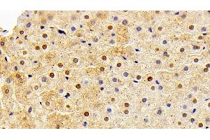 Detection of FGF2 in Rabbit Liver Tissue using Polyclonal Antibody to Fibroblast Growth Factor 2, Basic (FGF2)