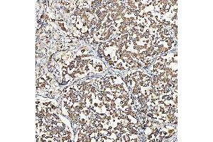 IHC analysis of SH2D4A using anti-SH2D4A antibody (ABIN7601695). (SH2D4A antibody  (AA 42-454))