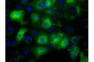 Anti-C17orf28 mouse monoclonal antibody (ABIN2452862) immunofluorescent staining of COS7 cells transiently transfected by pCMV6-ENTRY C17orf28 (RC206740). (HID1/DMC1 antibody)