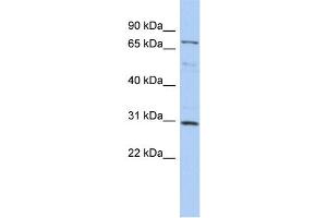 WB Suggested Anti-DMTF1 Antibody Titration:  0. (DMP1 antibody  (N-Term))