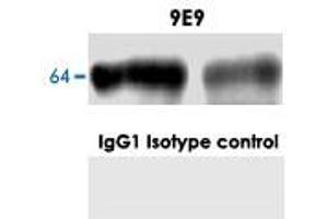 Western blot analysis in normal mouse brain with GPC1 monoclonal antibody, clone 9E9 . (GPC1 antibody)