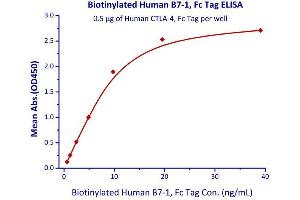Immobilized Human CTLA-4, Fc Tag  with a linear range of 0. (CD80 Protein (CD80) (AA 35-242) (Fc Tag,AVI tag,Biotin))