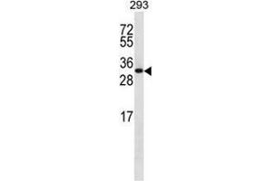 Western blot analysis in 293 cell line lysates (35ug/lane) using CHMP6 Antibody (N-term).