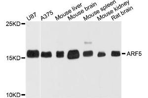 Western blot analysis of extracts of various cell lines, using ARF5 antibody (ABIN5971925) at 1/1000 dilution. (ARF5 antibody)