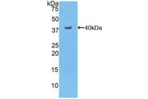 Detection of Recombinant NFkB, Mouse using Polyclonal Antibody to Nuclear Factor Kappa B (NFkB) (NFkB antibody  (AA 40-365))