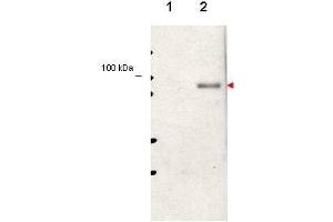 Western blot using  affinity purified anti-Stat5 pY694 antibody shows detection of phosphorylated Stat5 (indicated by arrowhead at ~91 kDa) in NK92 cells after 30 min treatment with 1Ku of IL-2 (lane 2).