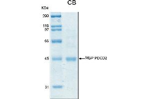 10% SDS-PAGE stained with Coomassie Blue (CB) and peptide fingerprinting by MALDI-TOF mass spectrometry (PDCD2 Protein (AA 1-344) (MBP tag))