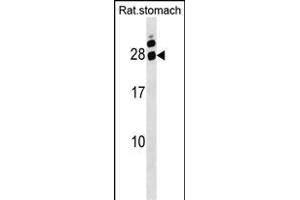 Rat Hoxa5 Antibody (C-term) (ABIN1536738 and ABIN2849956) western blot analysis in Rat stomach tissue lysates (35 μg/lane). (HOXA5 antibody  (C-Term))
