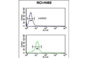 BLNK Antibody (Center) (ABIN390395 and ABIN2840787) flow cytometric analysis of NCI- cells (bottom histogram) compared to a negative control cell (top histogram). (B-Cell Linker antibody  (AA 150-178))