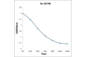 Antigen: 0. (PVRL2 antibody  (AA 251-350))