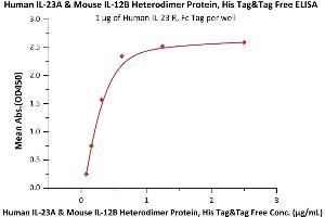 Immobilized Human IL-23 R, Fc Tag (ABIN6731281,ABIN6809891) at 10 μg/mL (100 μL/well) can bind Human IL-23A & Mouse IL-12B Heterodimer Protein, His Tag&Tag Free (6) with a linear range of 0.