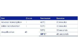 PCR setup    ^1 Enable Data Collection for FAM™. (PhoenixDx® 2019-nCoV RNA Detection Kit)