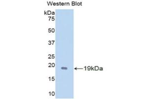 Western Blotting (WB) image for anti-Glial Cell Line Derived Neurotrophic Factor (GDNF) (AA 79-217) antibody (ABIN1172051) (GDNF antibody  (AA 79-217))