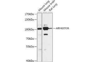 Western blot analysis of extracts of various cell lines, using  antibody (ABIN7269968) at 1:1000 dilution. (SGEF antibody  (AA 592-871))