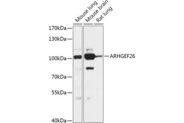 SGEF antibody  (AA 592-871)