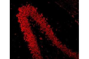 IF analysis of NeuN/Rbfox3 using anti-NeuN/Rbfox3 antibody (ABIN7601068).
