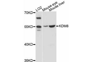 Western blot analysis of extracts of various cell lines, using KDM8 antibody (ABIN5998058) at 1:3000 dilution. (JMJD5 antibody)