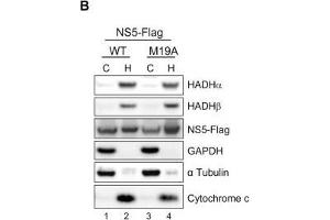 Western Blotting (WB) image for anti-Glyceraldehyde-3-Phosphate Dehydrogenase (GAPDH) antibody (ABIN2857072)