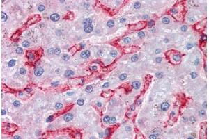 Human Liver (formalin-fixed, paraffin-embedded) stained with AOC3 antibody ABIN351485 at 3. (AOC3 antibody  (AA 712-724))