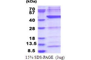 SDS-PAGE (SDS) image for Polymerase (RNA) I Polypeptide C, 30kDa (POLR1C) (AA 1-349) protein (His tag) (ABIN5778179) (POLR1C Protein (AA 1-349) (His tag))