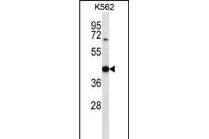 OXA1L Antibody (C-term) (ABIN656775 and ABIN2845994) western blot analysis in K562 cell line lysates (35 μg/lane).