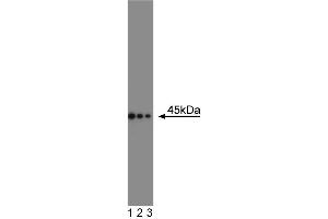 Western blot analysis of CD95 on a Daudi cell lysate (Human B lymphoblast, ATCC CCL-213). (FAS antibody  (AA 1-163))
