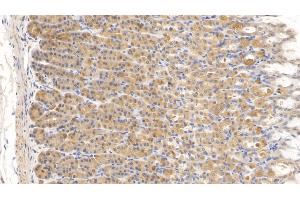 Immunohistochemistry (IHC) image for anti-Relaxin 3 (RLN3) (AA 1-140) antibody (ABIN7427636)