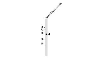 All lanes : Anti-His Tag Antibody at 1:2000 dilution Lane 1: 12-tag recombinant protein lysate Lysates/proteins at 20 μg per lane. (His Tag antibody)