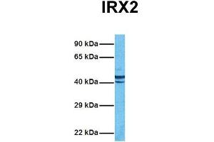 Host:  Rabbit  Target Name:  IRX2  Sample Tissue:  Human MCF7  Antibody Dilution:  1. (IRX2 antibody  (Middle Region))