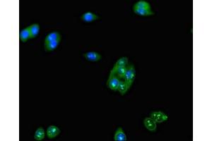 Immunofluorescent analysis of HepG2 cells using ABIN7158022 at dilution of 1:100 and Alexa Fluor 488-congugated AffiniPure Goat Anti-Rabbit IgG(H+L) (LUZP2 antibody  (AA 20-346))