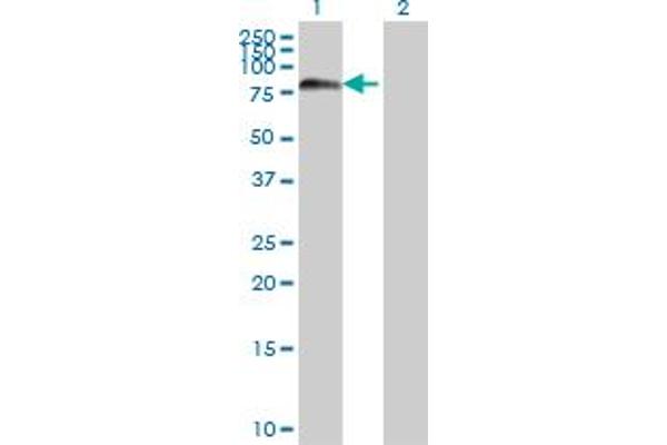 Forkhead Box J2 antibody  (AA 475-574)