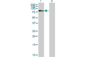 Western Blot analysis of FOXJ2 expression in transfected 293T cell line by FOXJ2 monoclonal antibody (M06), clone 1C3.