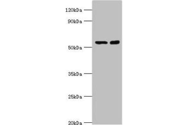 STK3 antibody  (AA 323-450)