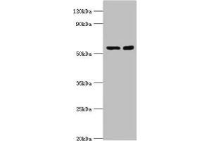 Western blot All lanes: STK3 antibody at 8 μg/mL Lane 1: Hela whole cell lysate Lane 2: NIH/3T3 whole cell lysate Secondary Goat polyclonal to rabbit IgG at 1/10000 dilution Predicted band size: 57, 60 kDa Observed band size: 57 kDa (STK3 antibody  (AA 323-450))