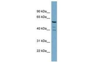 Image no. 1 for anti-RAB Guanine Nucleotide Exchange Factor (GEF) 1 (RABGEF1) (N-Term) antibody (ABIN6743794) (RABGEF1 antibody  (N-Term))