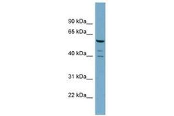 RABGEF1 antibody  (N-Term)