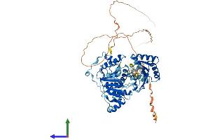 Protein Structure (PS) image for DEAD (Asp-Glu-Ala-Asp) Box Polypeptide 5 (DDX5) (AA 1-614) protein (His tag) (ABIN7553652)