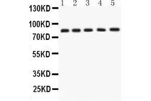 APLP1 antibody  (N-Term)